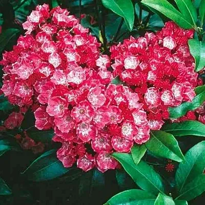 Кальмия КАРДИНАЛ  Кальмия КАРДИНАЛ в Чебоксарах