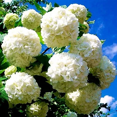 Калина БУЛЬДЕНЕЖ в Чебоксарах