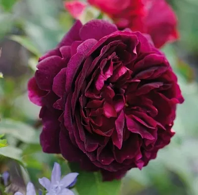 Саженцы роз МАНСТЕД ВУД английская  Саженцы роз МАНСТЕД ВУД английская в Чебоксарах