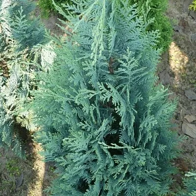 Кипарисовик КОЛУМНАРИС лавсона  Кипарисовик КОЛУМНАРИС лавсона в Чебоксарах