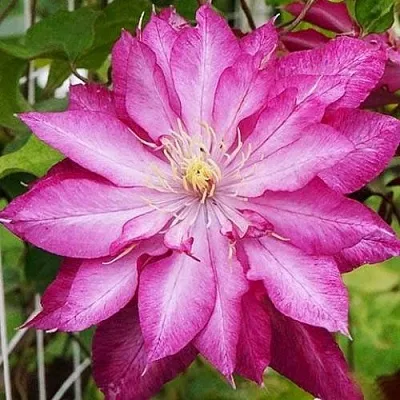 Клематис КАЕН в Чебоксарах