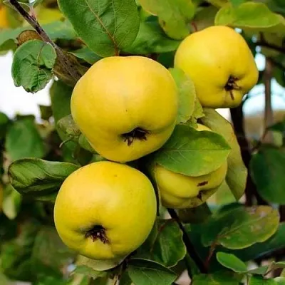 Айва ЯБЛОКОВИДНАЯ  Айва ЯБЛОКОВИДНАЯ в Чебоксарах