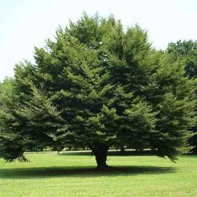 Бук обыкновенный  Бук обыкновенный в Чебоксарах