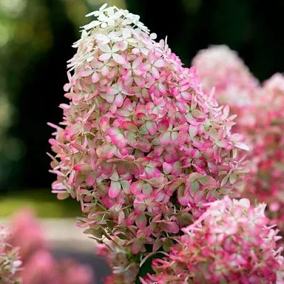 Гортензия РОЯЛ ФЛОВЕР метельчатая  Гортензия РОЯЛ ФЛОВЕР метельчатая в Чебоксарах