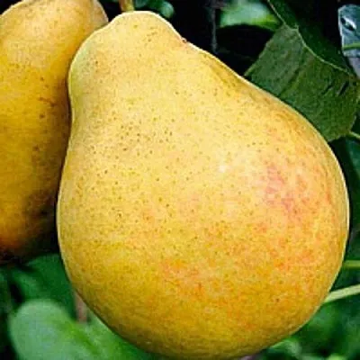 Груша САХАРНАЯ  Груша САХАРНАЯ в Чебоксарах