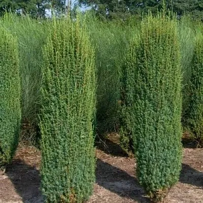 Можжевельник ХИБЕРНИКА обыкновенный  Можжевельник ХИБЕРНИКА обыкновенный в Чебоксарах
