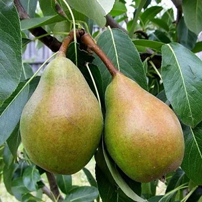 Груша ЯБЛУНИВСКАЯ  Груша ЯБЛУНИВСКАЯ в Чебоксарах