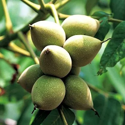 Орех МАНЬЧЖУРСКИЙ  Орех МАНЬЧЖУРСКИЙ в Чебоксарах