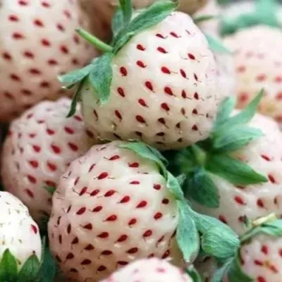 Клубника АНАНАСА ремонтантная в Чебоксарах