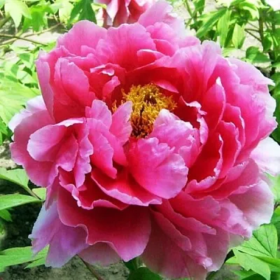 Пион ВОСХОД СОЛНЦА древовидный  Пион ВОСХОД СОЛНЦА древовидный в Чебоксарах