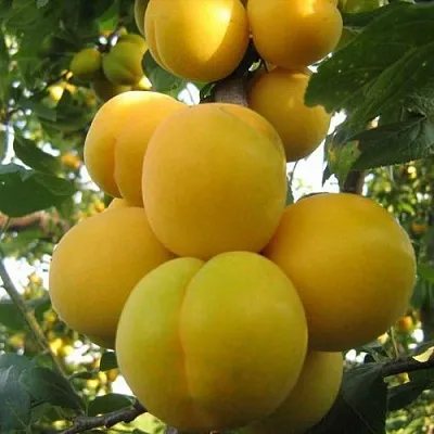 Слива ЛОДВА в Чебоксарах