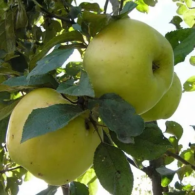 Яблоня АНТОНОВКА ОБЫКНОВЕННАЯ  Яблоня Антоновка Обыкновенная в Чебоксарах