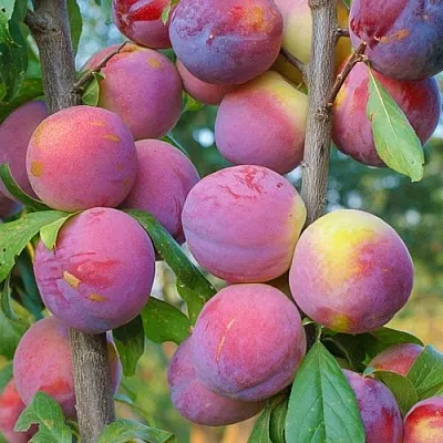 Слива КОЛОННОВИДНАЯ в Чебоксарах