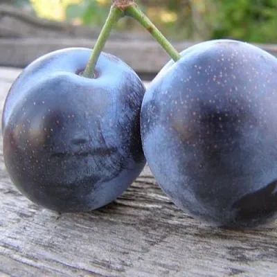 Слива БЛЮФРИ в Чебоксарах