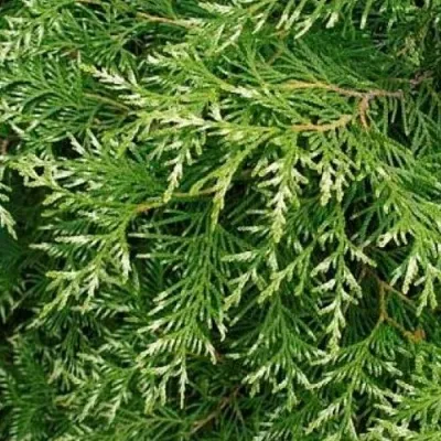 Туя СМАРАГД ВАРИЕГАТА западная в Чебоксарах