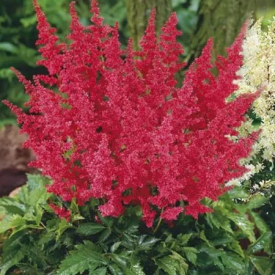 Астильба МОНТГОМЕРИ японская — описание сорта Астильба МОНТГОМЕРИ японская в Чебоксарах