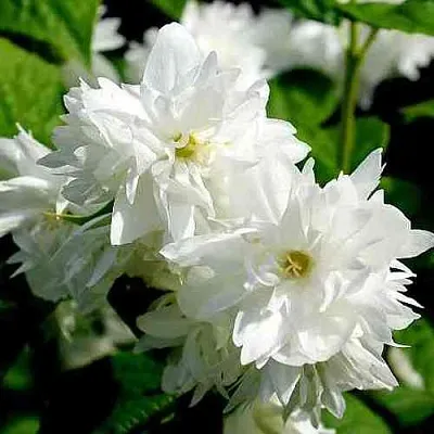 Жасмин ДАМ БЛАНШ в Чебоксарах