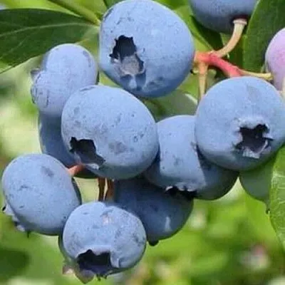 Голубика ДАРРОУ  Голубика ДАРРОУ в Чебоксарах