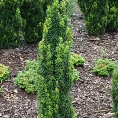 Тис ВОЙТЕК средний  — описание сорта Тис ВОЙТЕК средний  в Чебоксарах