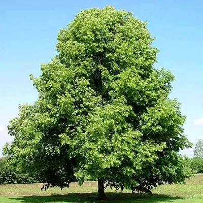 Липа мелколистная  Липа мелколистная в Чебоксарах