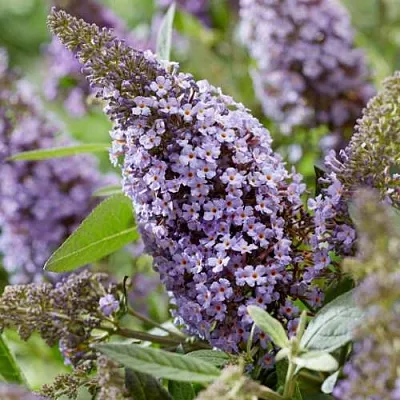 Буддлея давида БАТТЕРФЛЯЙ КАНДИ ЛИЛА СВИТХАРТ  Буддлея давида БАТТЕРФЛЯЙ КАНДИ ЛИЛА СВИТХАРТ в Чебоксарах