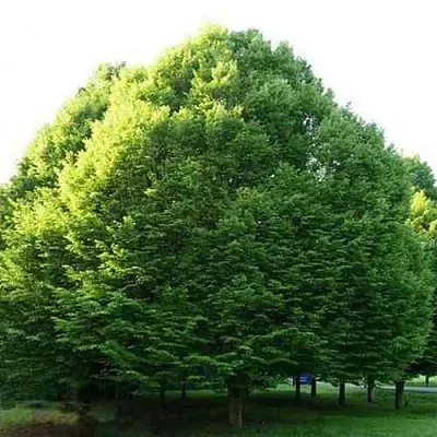 Граб японский  Граб японский в Чебоксарах