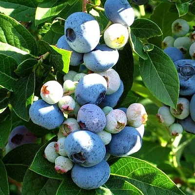 Голубика ВЕЙМУТ  Голубика ВЕЙМУТ в Чебоксарах