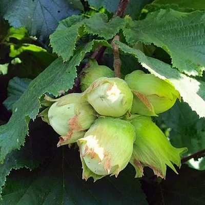 Фундук ТАМБОВСКИЙ РАННИЙ  Фундук ТАМБОВСКИЙ РАННИЙ в Чебоксарах