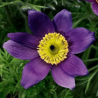 Прострел ПИНВИЛ БЛЮ ШЕЙДЕС в Чебоксарах