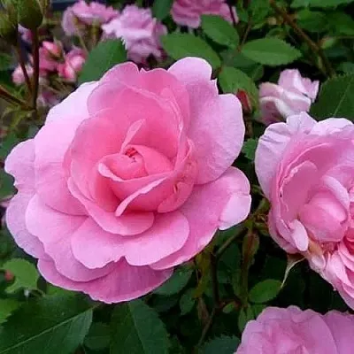 Саженцы роз ДЖОН ДЭВИС плетистая  Саженцы роз ДЖОН ДЭВИС плетистая в Чебоксарах