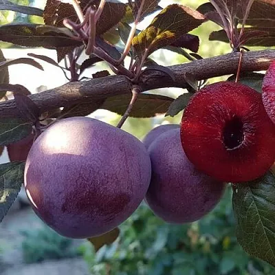 Слива ПАННА  в Чебоксарах