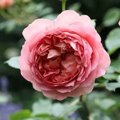 Саженцы роз РИДЖЕНТС ПАРК чайно-гибридная  Саженцы роз РИДЖЕНТС ПАРК чайно-гибридная в Чебоксарах