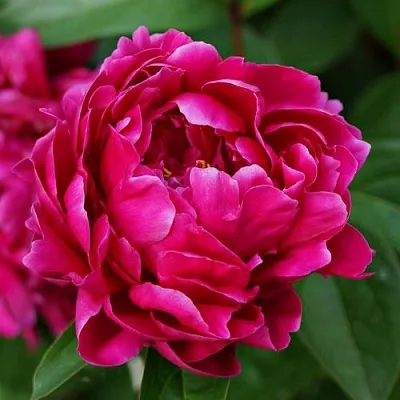 Пион ЛУИ ВАН-ГУТТ травянистый в Чебоксарах