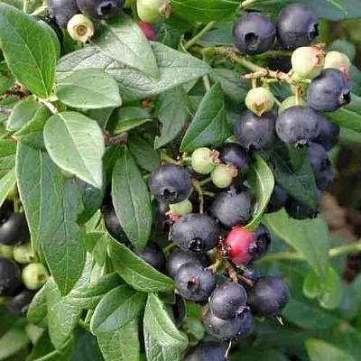 Голубика ПУТТЕ  Голубика ПУТТЕ в Чебоксарах