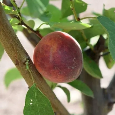 Плумкот БИРИКОККОЛО СУЗИНКОККО в Чебоксарах