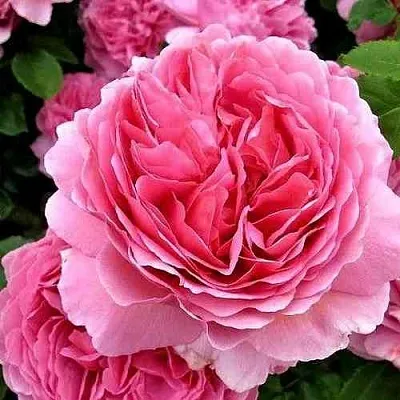 Саженцы роз ПРИНЦЕССА АЛЕКСАНДРА ОФ КЕНТ английская  Саженцы роз ПРИНЦЕССА АЛЕКСАНДРА ОФ КЕНТ английская в Чебоксарах