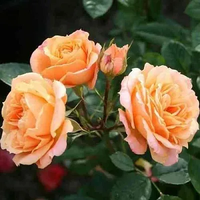 Саженцы роз КЛЕМЕНТИНА миниатюрная  Саженцы роз КЛЕМЕНТИНА миниатюрная в Чебоксарах