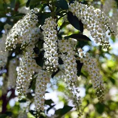 Черемуха виргинская ШУБЕРТ  Черемуха виргинская ШУБЕРТ в Чебоксарах