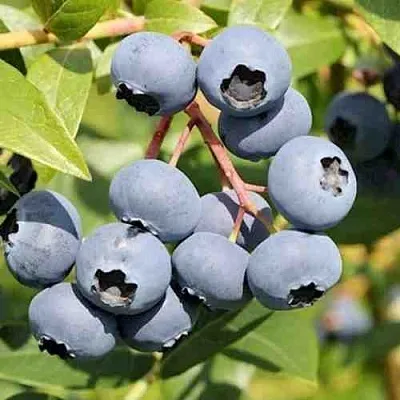 Голубика КРОЭТЭН  Голубика КРОЭТЭН в Чебоксарах