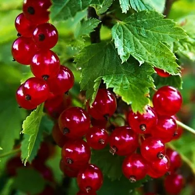 Смородина красная РОЛАН  Смородина красная РОЛАН в Чебоксарах