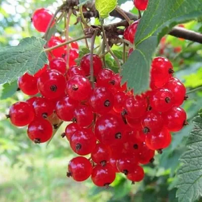 Смородина красная КРАСНАЯ АНДРЕЙЧЕНКО  Смородина красная КРАСНАЯ АНДРЕЙЧЕНКО в Чебоксарах