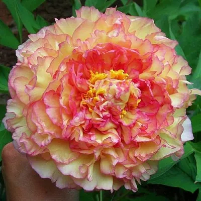 Пионы древовидные в Чебоксарах