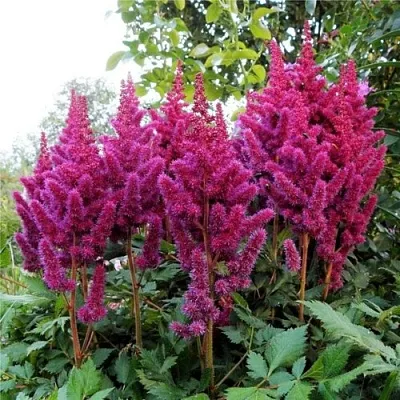 Астильба ВИЖНС китайская  Астильба ВИЖНС китайская в Чебоксарах