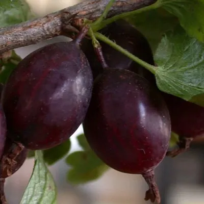 Крыжовник ЧЕЛЯБИНСКИЙ СЛАБОШИПОВАТЫЙ  Крыжовник ЧЕЛЯБИНСКИЙ СЛАБОШИПОВАТЫЙ в Чебоксарах