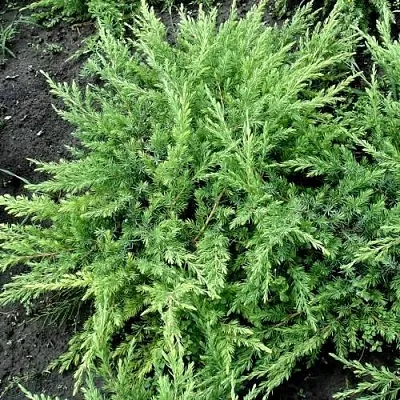 Можжевельник ШЛЯГЕР прибрежный  Можжевельник ШЛЯГЕР прибрежный в Чебоксарах