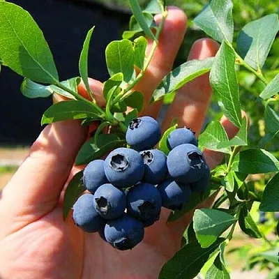 Голубика НОРТ КАНТРИ  Голубика НОРТ КАНТРИ в Чебоксарах