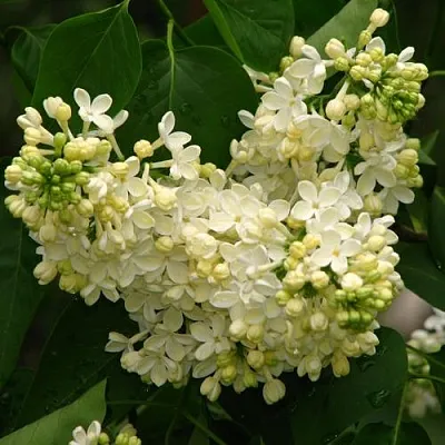 Сирень ПРИМРОУЗ в Чебоксарах