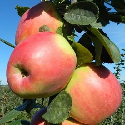 Яблоня БРЯНСКОЕ РОЗОВОЕ  Яблоня БРЯНСКОЕ РОЗОВОЕ в Чебоксарах
