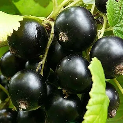 Смородина черная ЭБОНИ  Смородина черная ЭБОНИ в Чебоксарах