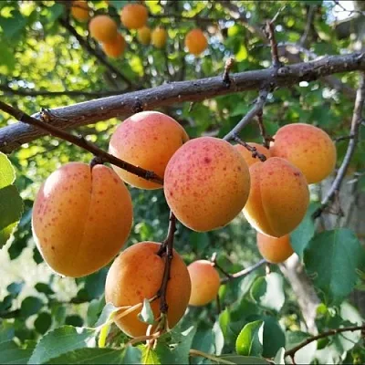 Абрикос ЖЕРДЕЛА  Абрикос ЖЕРДЕЛА в Чебоксарах